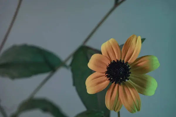 Красиві Чорноокі Сусіди Квітка Сірому Фоні Текстури Візерунка Дизайну — стокове фото