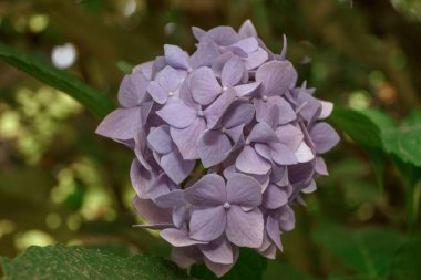 Hydrangea Macrophylla çiçek tomurcukları, ayrıca Bigleaf Hydrangea veya Hortensia olarak da bilinir. Genç bir ortanca çalılığına yakın avluya..
