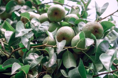 Ağaçta büyüyen taze, güzel armutlar. Kapat..