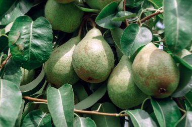 Ağaçta büyüyen taze, güzel armutlar. Kapat..
