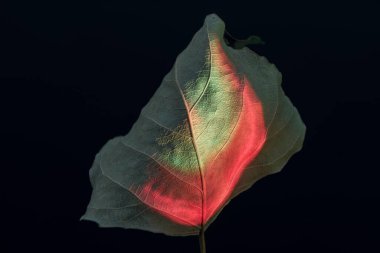 Güzel solmuş yaşlı bir yaprak, siyah bir yaprak. Minimalizm sonbahar tarzı konsept. Tasarım için arkaplan deseni.