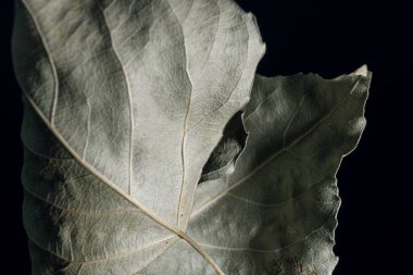 Güzel solmuş yaşlı bir yaprak, siyah bir yaprak. Minimalizm sonbahar tarzı konsept. Tasarım için arkaplan deseni.