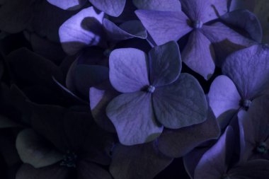 Hydrangea Macrophylla çiçek tomurcukları, ayrıca Bigleaf Hydrangea veya Hortensia olarak da bilinir. Genç bir çalılığa yakın.