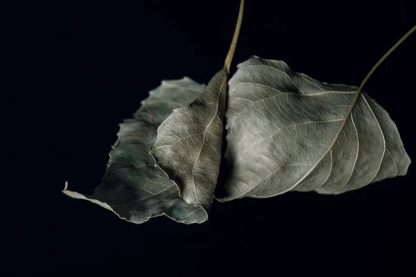 Hermosa Desvaneció Una Hoja Vieja Negro Minimalismo Concepto Estilo Otoño —  Fotos de Stock