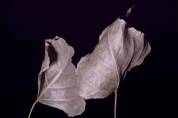 Belle Décolorée Vieille Feuille Noir Minimalisme Concept Style Automne Modèle — Photo