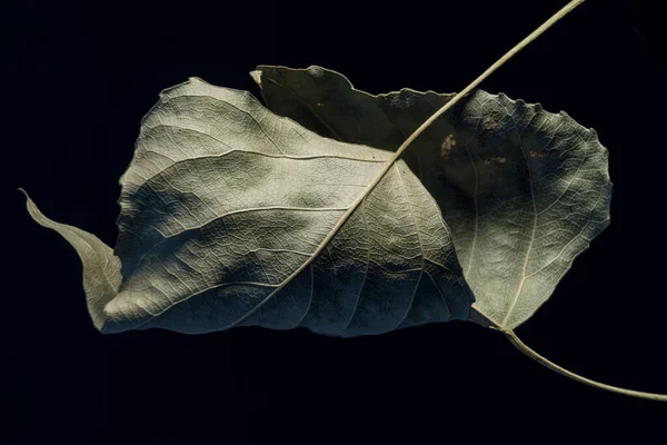 Hermosa Desvaneció Una Hoja Vieja Negro Minimalismo Concepto Estilo Otoño —  Fotos de Stock