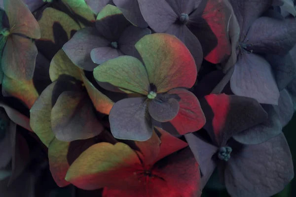 Hydrangea Macrophylla Brotes Flores También Conocido Como Bigleaf Hydrangea Hortensia — Foto de Stock