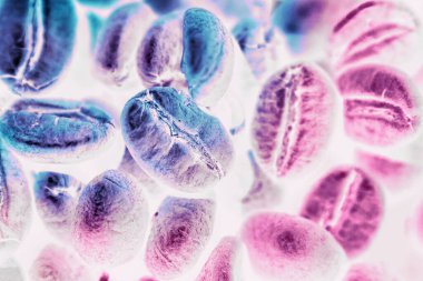 Güzel kahve çekirdeklerini renkli ışıkta kapat. Minimalizm retro tarzı konsept. Tasarım için arkaplan dokusu. 