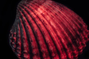 Güzel deniz kabuklarını kırmızı ışıkta kapat. Minimalizm retro tarzı konsept. Tasarım için arkaplan modeli. Makro fotoğrafçılık görünümü.