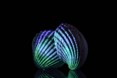 Neon ışıkta eski deniz kabukları. Minimalizm retro tarzı konsept. Tasarım için siyah arkaplan deseni. 