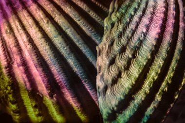 Güzel deniz kabuklarını neon ışıkta kapat. Minimalizm retro tarzı konsept. Tasarım için arkaplan modeli. Makro fotoğrafçılık görünümü.