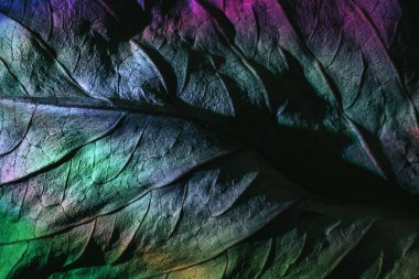 Güzel soyut yaprak dokusunu çok renkli neon ışıkla kapat. Minimalizm retro tarzı konsept. Tasarım için arkaplan modeli. Makro fotoğrafçılık görünümü.