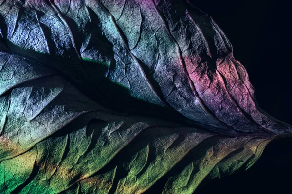 Güzel soyut yaprak dokusunu çok renkli neon ışıkla kapat. Minimalizm retro tarzı konsept. Tasarım için arkaplan modeli. Makro fotoğrafçılık görünümü.