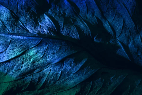 Güzel soyut yaprak dokusunu çok renkli neon ışıkla kapat. Minimalizm retro tarzı konsept. Tasarım için arkaplan modeli. Makro fotoğrafçılık görünümü.