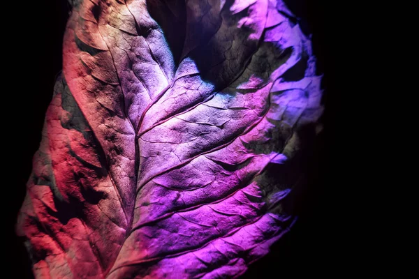 Krásná Abstrakce Listové Textury Neonové Světlo Koncept Minimalismu Retro Stylu — Stock fotografie