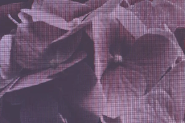 魔法の輝きの背景に美しいピンクの花 マクロ写真ビュー ピクセルのクローズアップ — ストック写真