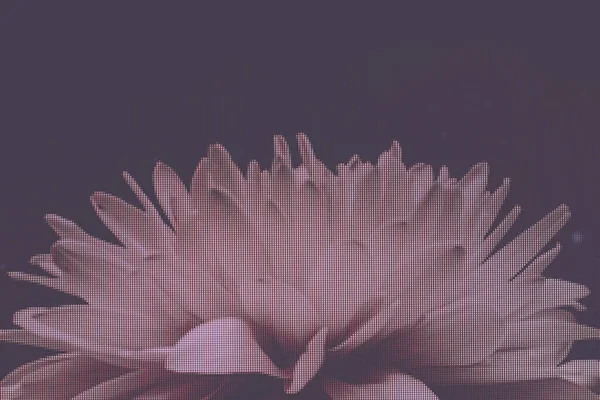 Belle Fleur Jaune Sur Fond Lumière Magique Vue Photographie Macro — Photo