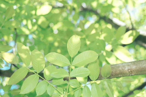 Bellissimo Albero Verde Guardare Alto Modello Sfondo Progettazione — Foto Stock
