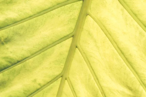 Close Beautiful Green Yellow Leaf Background Texture Macro Photography View — Photo