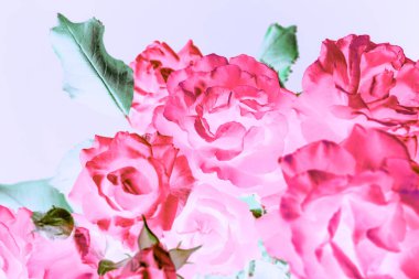 Tasarım için güzel soyut güzel gül arkaplan deseni.