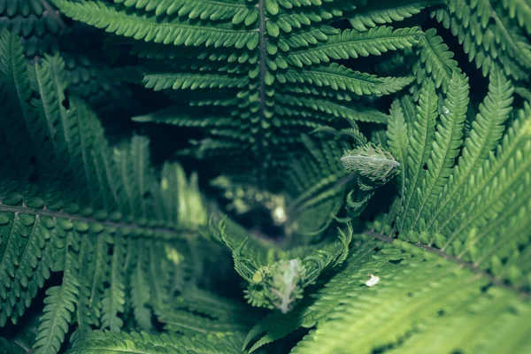 Detalle Una Planta Helecho Bosque Hermoso Patrón Fondo Para Diseño —  Fotos de Stock