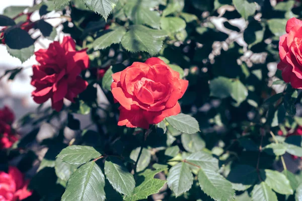 Όμορφα Φρέσκα Τριαντάφυλλα Φυσικό Υπόβαθρο Μεγάλη Ταξιανθία Τριαντάφυλλων Ένα Θάμνο — Φωτογραφία Αρχείου