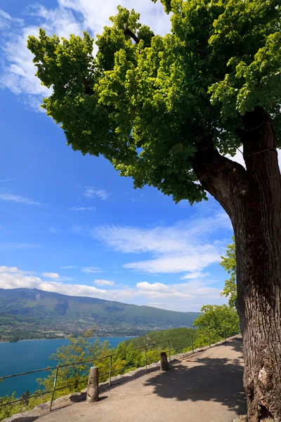 Drzewa na tle jeziora Annecy — Zdjęcie stockowe