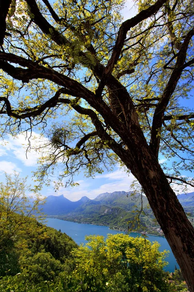 Árbol sobre un fondo del lago Annecy —  Fotos de Stock