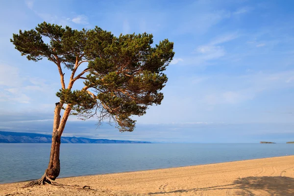 En tall av lake Baikal — Stockfoto