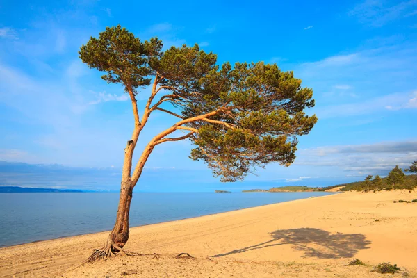 One pine tree by the lake — Stock Photo, Image