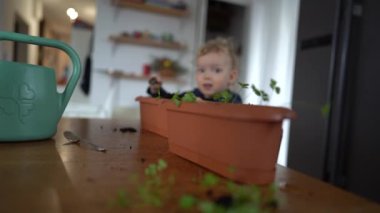Küçük çocuk fidelerle ve saksılı toprakla oynuyor. Annesinin bitkileri saksıya yerleştirmesine yardım eder. Küçük bahçıvan, anne asistanı.
