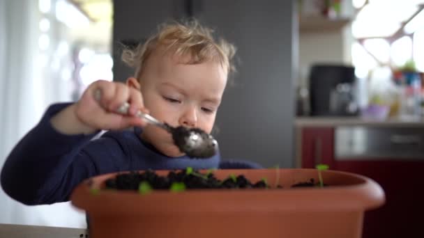 Portrait d'un tout-petit jouant avec la terre dans un pot de fleurs assis à une table dans la cuisine. Aide aux mamans, petit jardinier, loisirs pour enfants — Video