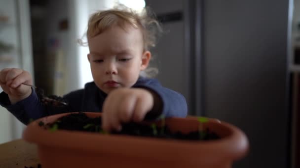 Menino ajuda os pais a plantar mudas no chão, transplantando plantas da casa. Um retrato próximo de uma criança feliz ao lado de um pote de mudas — Vídeo de Stock
