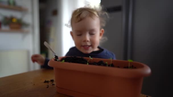 ブロンドの子供は花の鍋の土で遊ぶ。屋内植物や苗、小さな庭師を移植するのに役立ちます — ストック動画