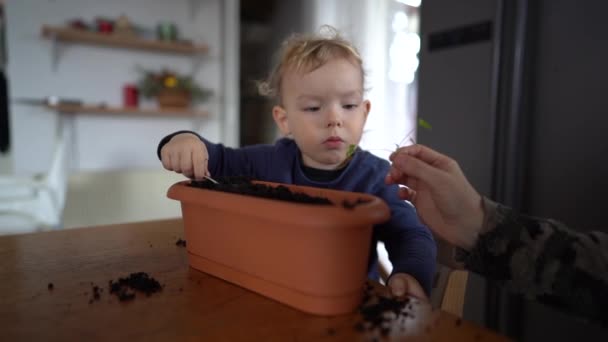 Милый малыш играет с саженцами и почвой на кухонном столе. Мама учит своего сына выращивать растения. День Матери. Маленький садовник — стоковое видео