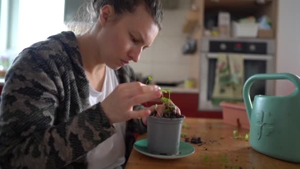 Retrato de una mujer plantando plántulas en una maceta. Brotes de perejil, huerta en el alféizar — Vídeos de Stock