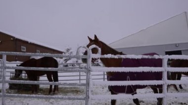 Polonya, Zieleniec, Duszniki-Zdroj - 10 Ocak 2021. Safkan at, çitin üstünden bakıyor. Kapalı bir kayak merkezinde karlı bir otlakta atlar. Kilitleme sırasında duraklat
