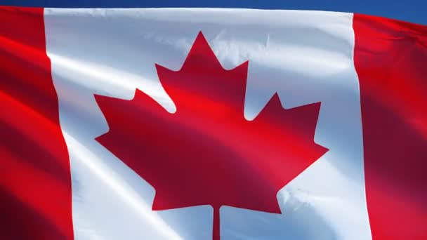 加拿大国旗在慢动作无缝循环与阿尔法 — 图库视频影像