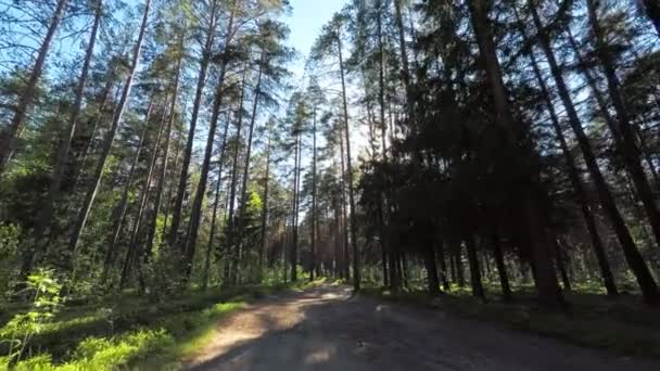 Bel colpo nella pineta. Tramonto sole bagliore splendente tra alberi alti — Video Stock