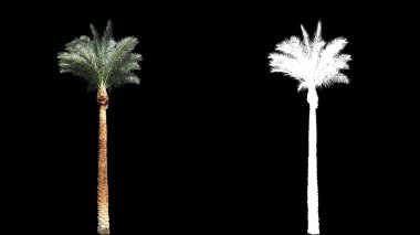 Rüzgar uzun yeşil tam boy gerçek tropikal palmiye ağaçları esen