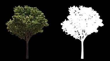 Alfa ile izole Rüzgar ağaçları üfleme