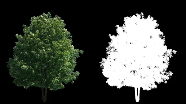 Alfa ile izole Rüzgar ağaçları üfleme