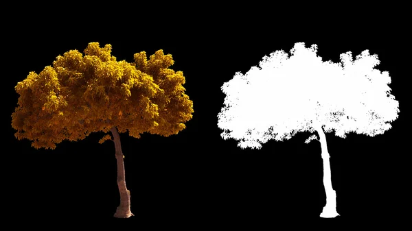 Φυσάει στα άνεμος φθινόπωρο κίτρινα δέντρα απομονωμένη με άλφα — Φωτογραφία Αρχείου