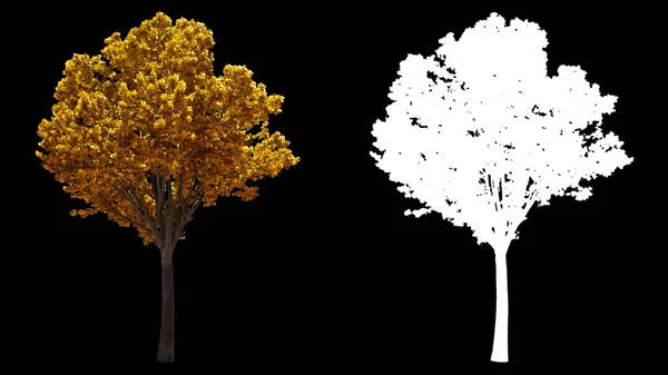 Dmuchanie na wiatr jesienny żółty drzewa na białym tle z alfa — Zdjęcie stockowe