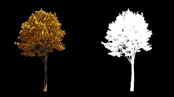 알파와 격리 바람이을 노란 나무에 부 — 스톡 사진