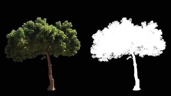 Dmuchanie na drzewach wiatr na białym tle z alfa — Zdjęcie stockowe