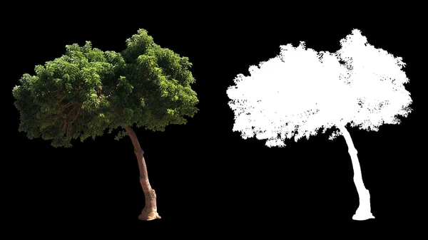 Dmuchanie na drzewach wiatr na białym tle z alfa — Zdjęcie stockowe