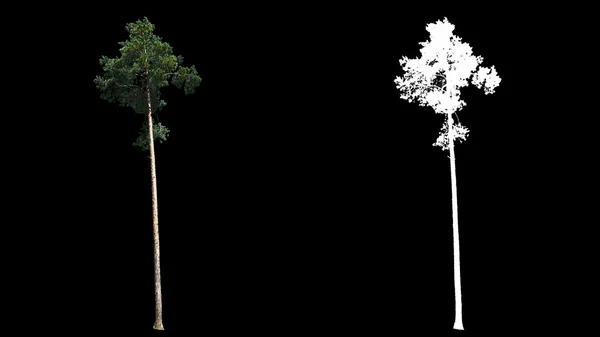 Souffler sur le vent beau vert pleine grandeur vrais pins sibériens — Photo