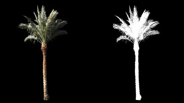 Güzel Rüzgar esiyor yeşil tam boy çok tropikal palmiye ağaçları