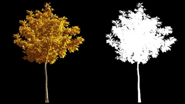 Soffiando sul vento autunno alberi gialli isolati con alfa — Foto Stock